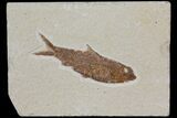 Detailed Fossil Fish (Knightia) - Wyoming #115096-1
